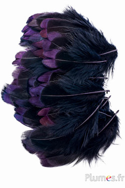 Fagiano di Colchide - 3-5 cm - nero